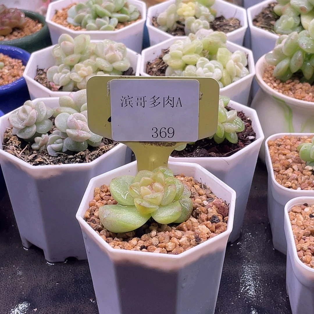 滨哥多肉A369灯心冰玉石化