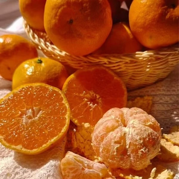 富硒蜜桔皮薄多汁老少皆宜树上新鲜采摘发货