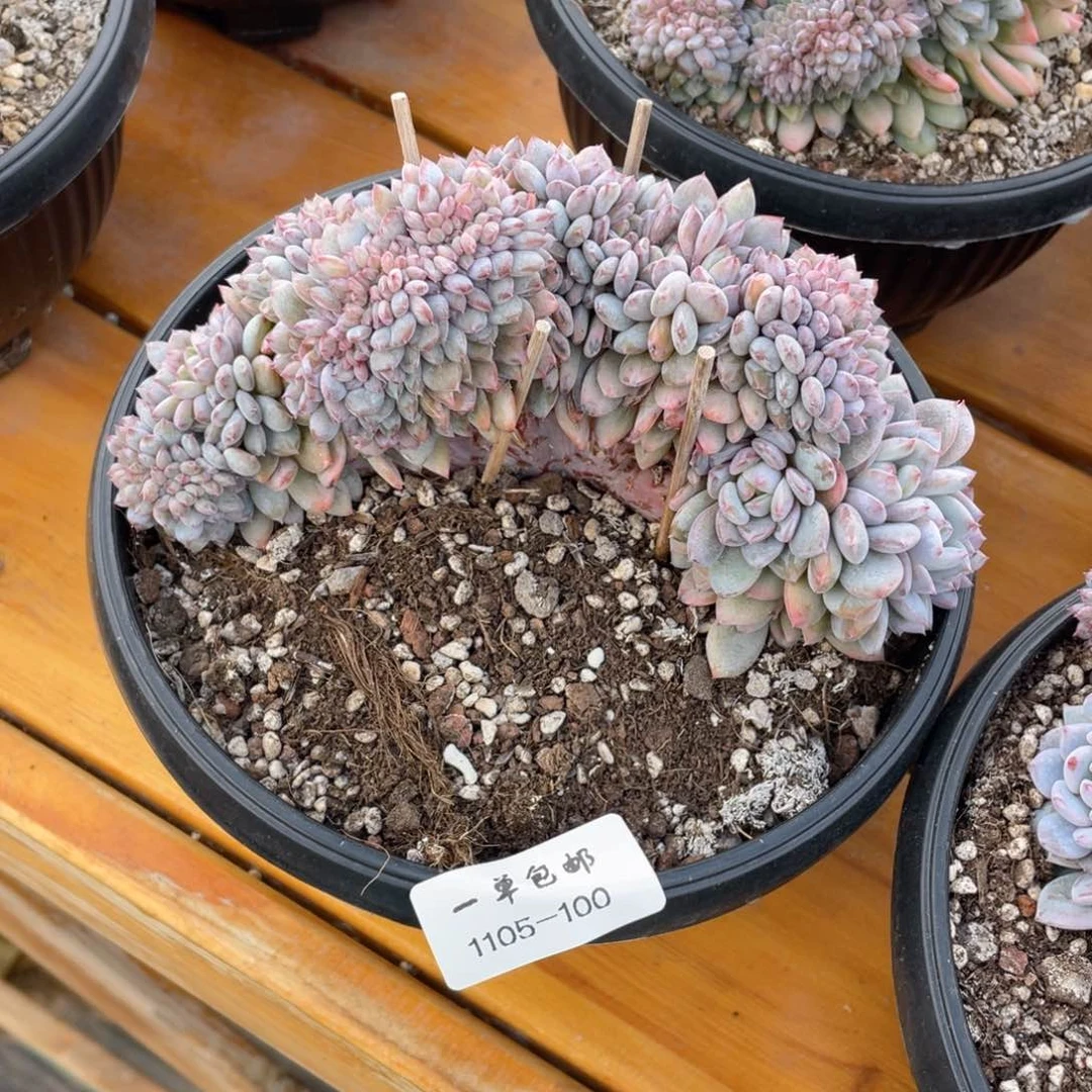 1105-100-星星橙缀化。。。。。，