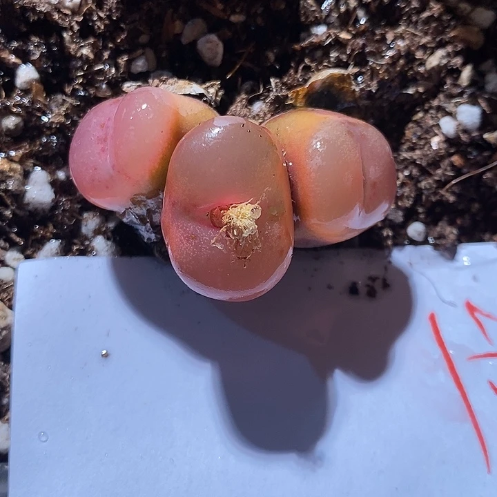 24387。    三头。