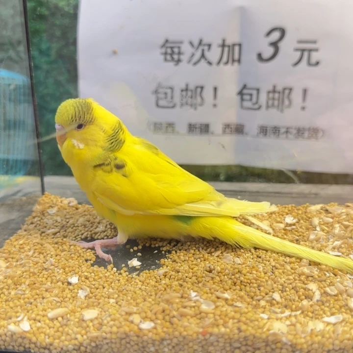 虎皮鹦鹉大头虎皮鹦鹉