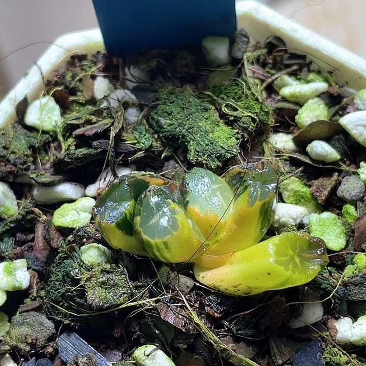 848三色锦一物一拍