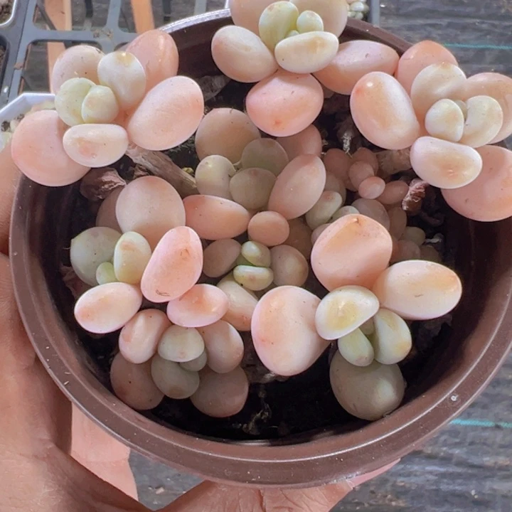 红洛神精品多肉植物