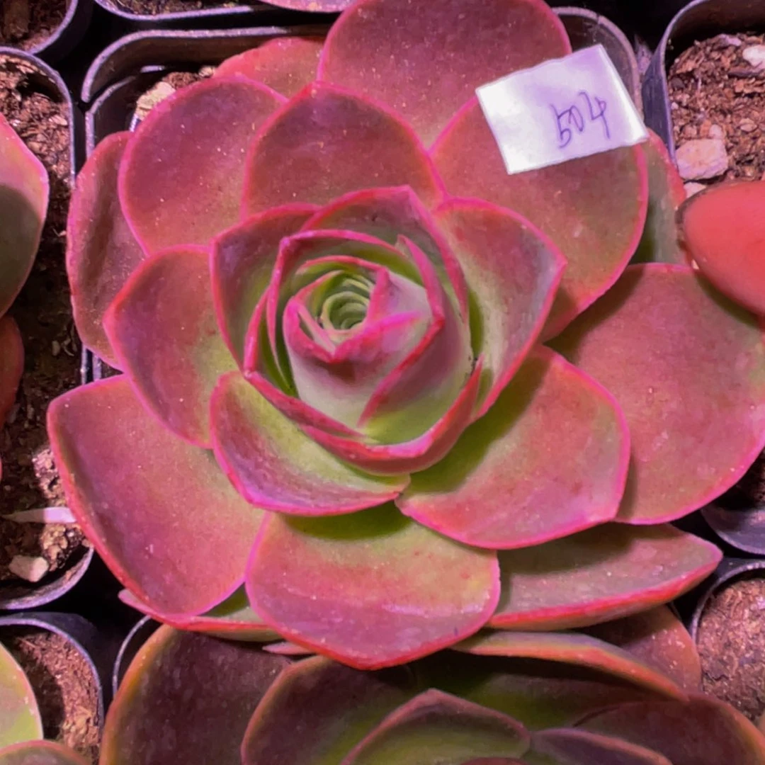 新品~9多肉植物花卉504多肉植物
