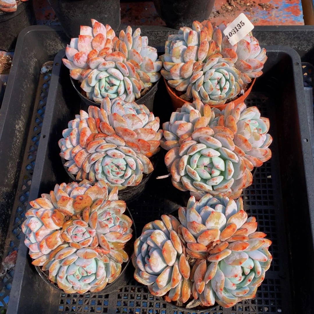 103135六个嗯嗯嗯嗯嗯嗯好喜欢