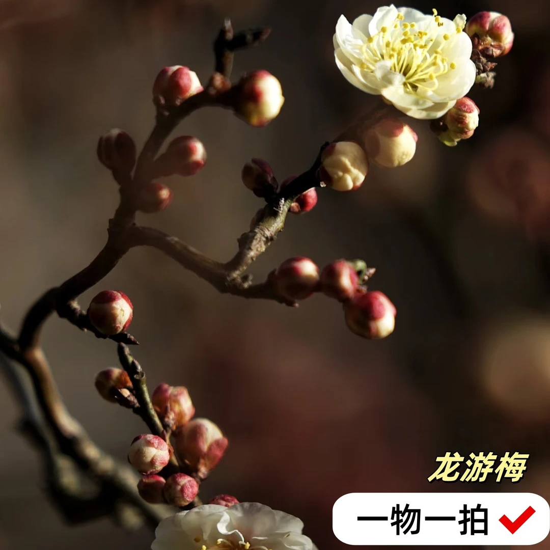 原生龙游梅枝如游龙造型奇特开花香花卉室内盆栽