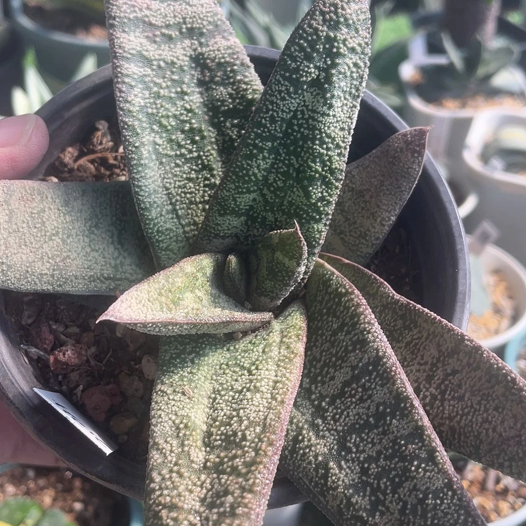 娟***娟娟娟拍111111111111