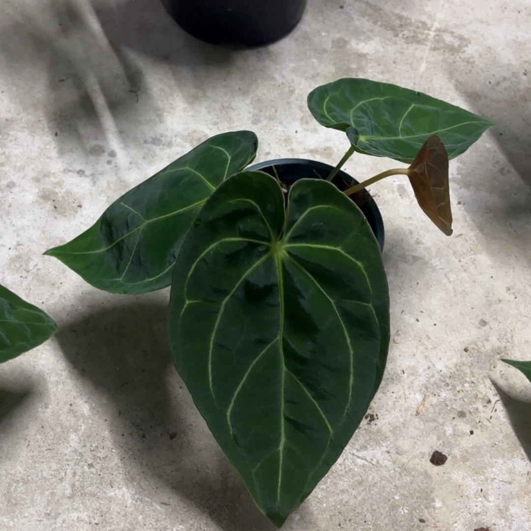 无花朵黑桃杂（福利无售后