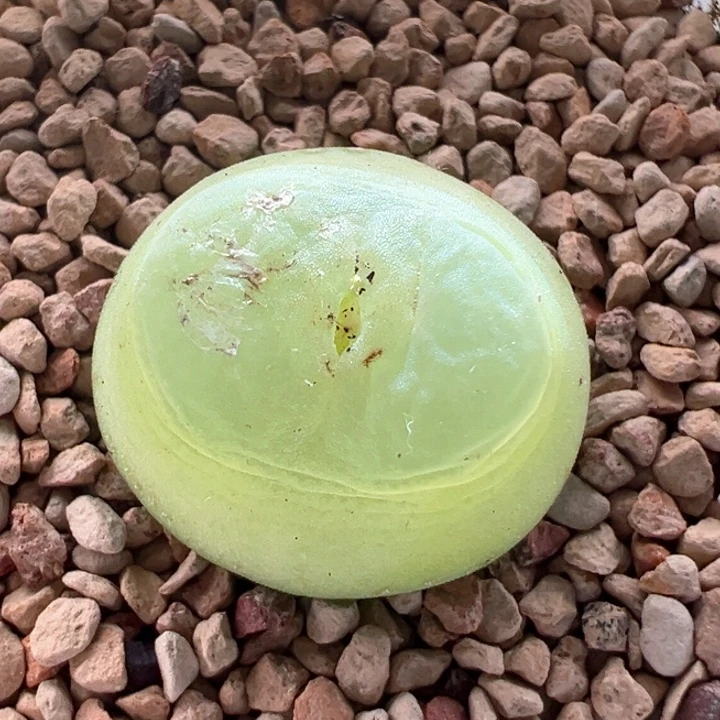 A759.  优选纽扣窗拉登。  四年1.7尺寸1200