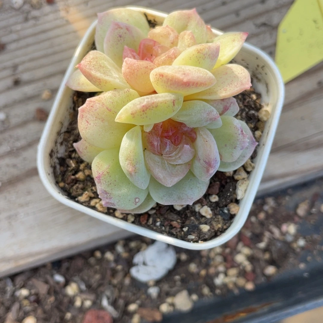 优选梦幻泡影石化1124