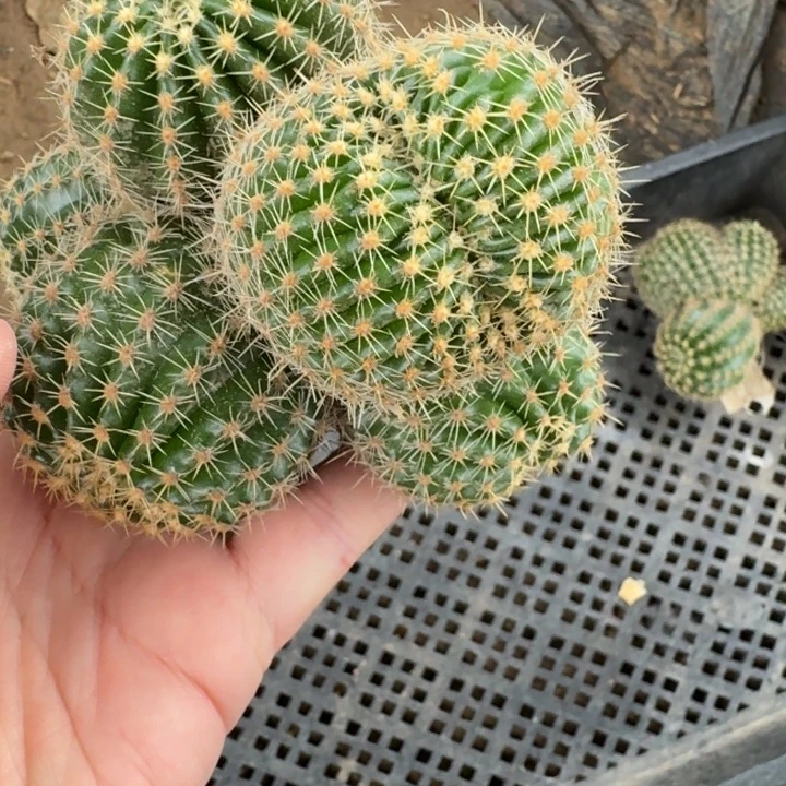 322彩草59缀化无根侧牙群