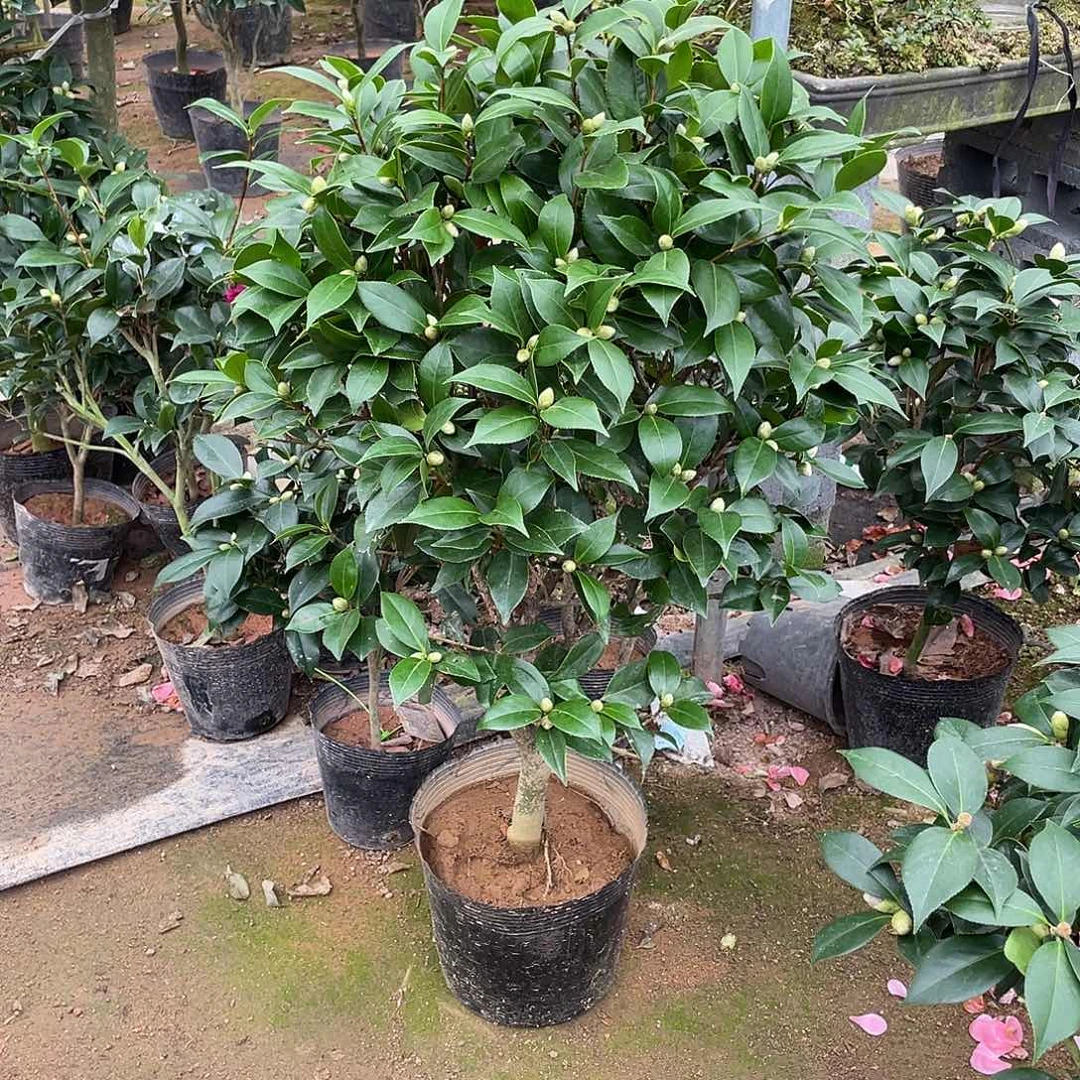 完全开放五色赤丹1111111