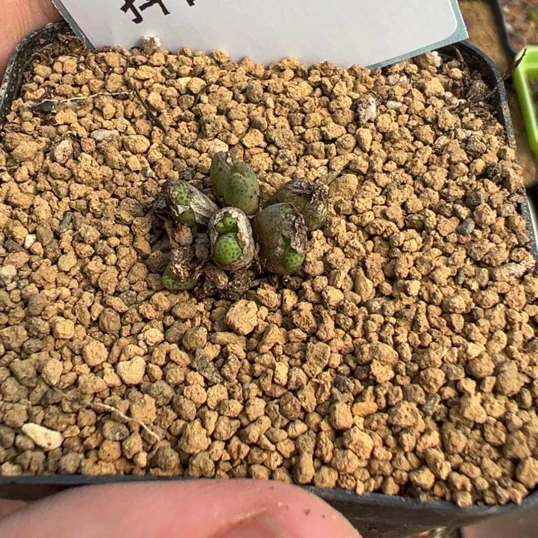 26-50肉锥多肉植物，