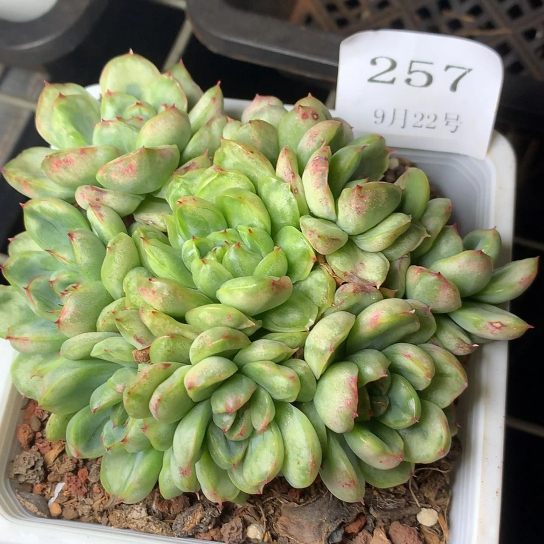 【闪购商品】云257号冰天使锦12厘米