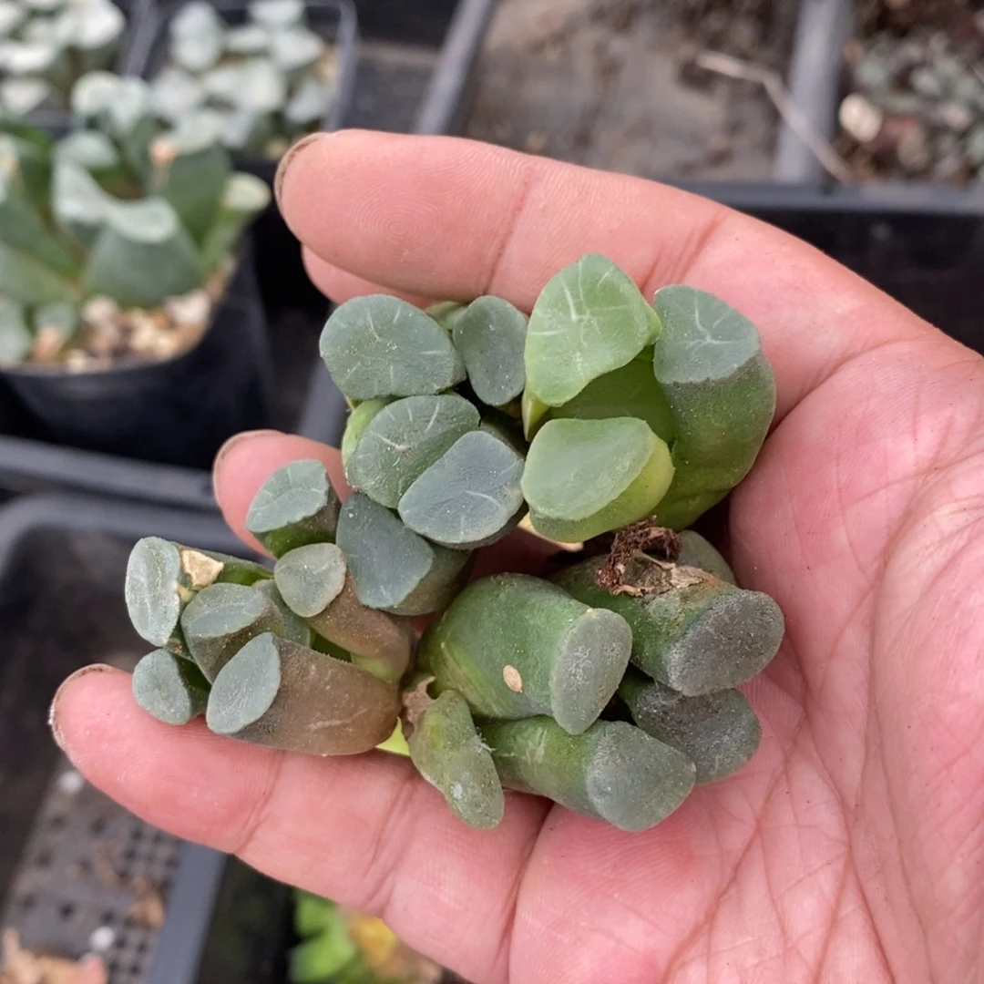 1421 一颗实生糯窗万象小鼻嘎 超级福利