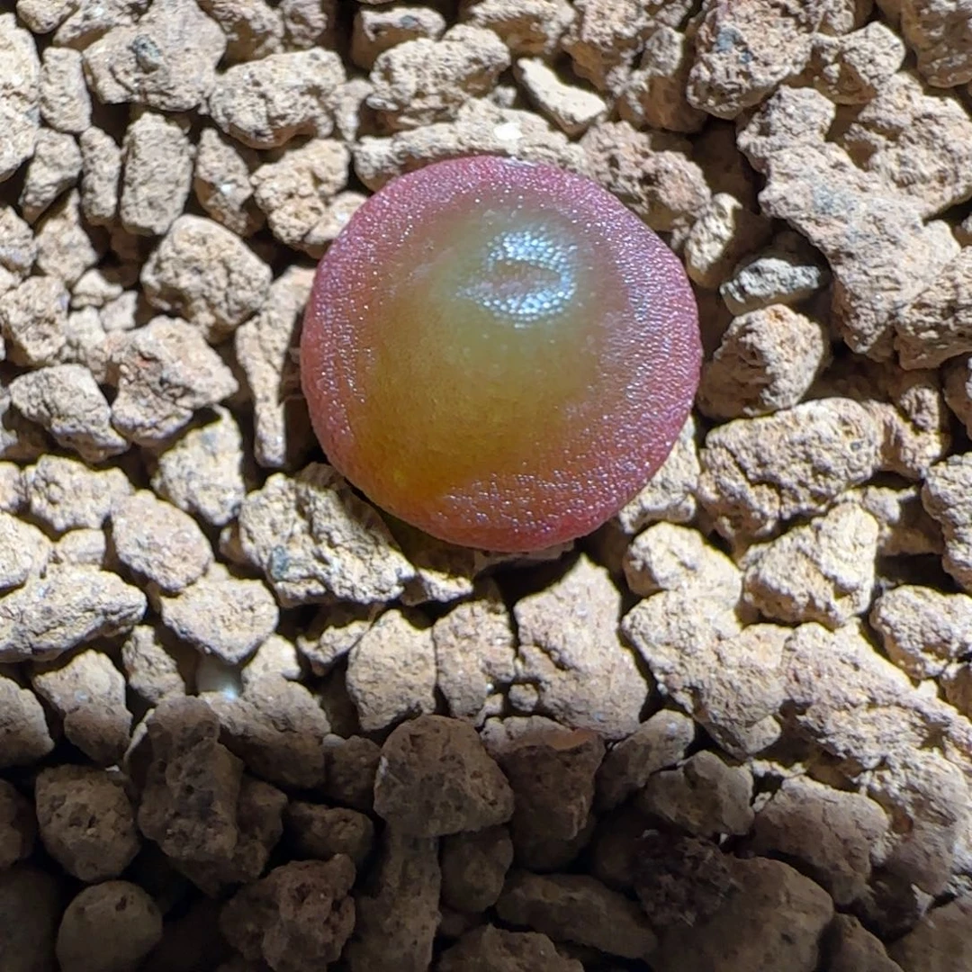 肉锥多肉植物组合-哈默870