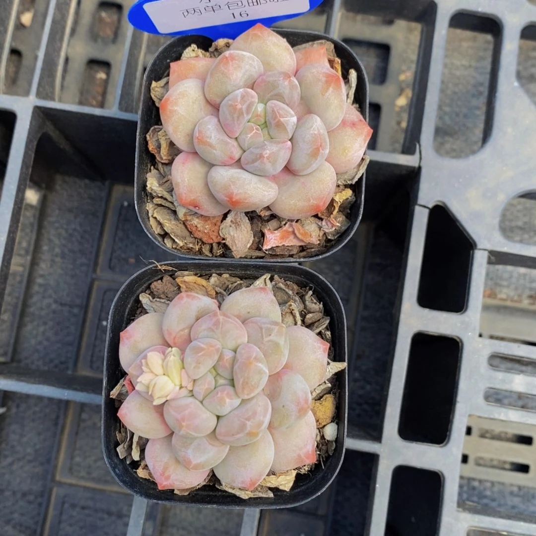 16-美人系精品美肉一个