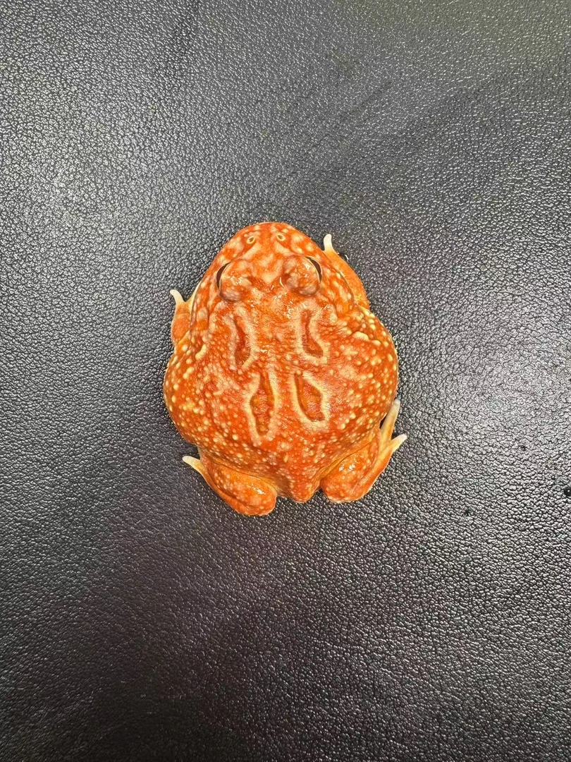 活体宠物火龙角蛙