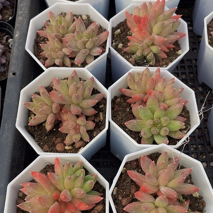 糖抓群带盆土发货