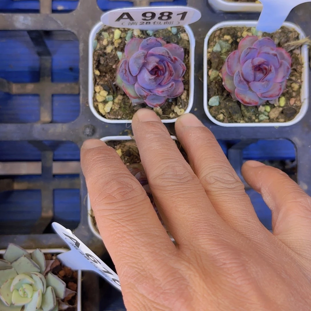 A981黑橙一物一拍