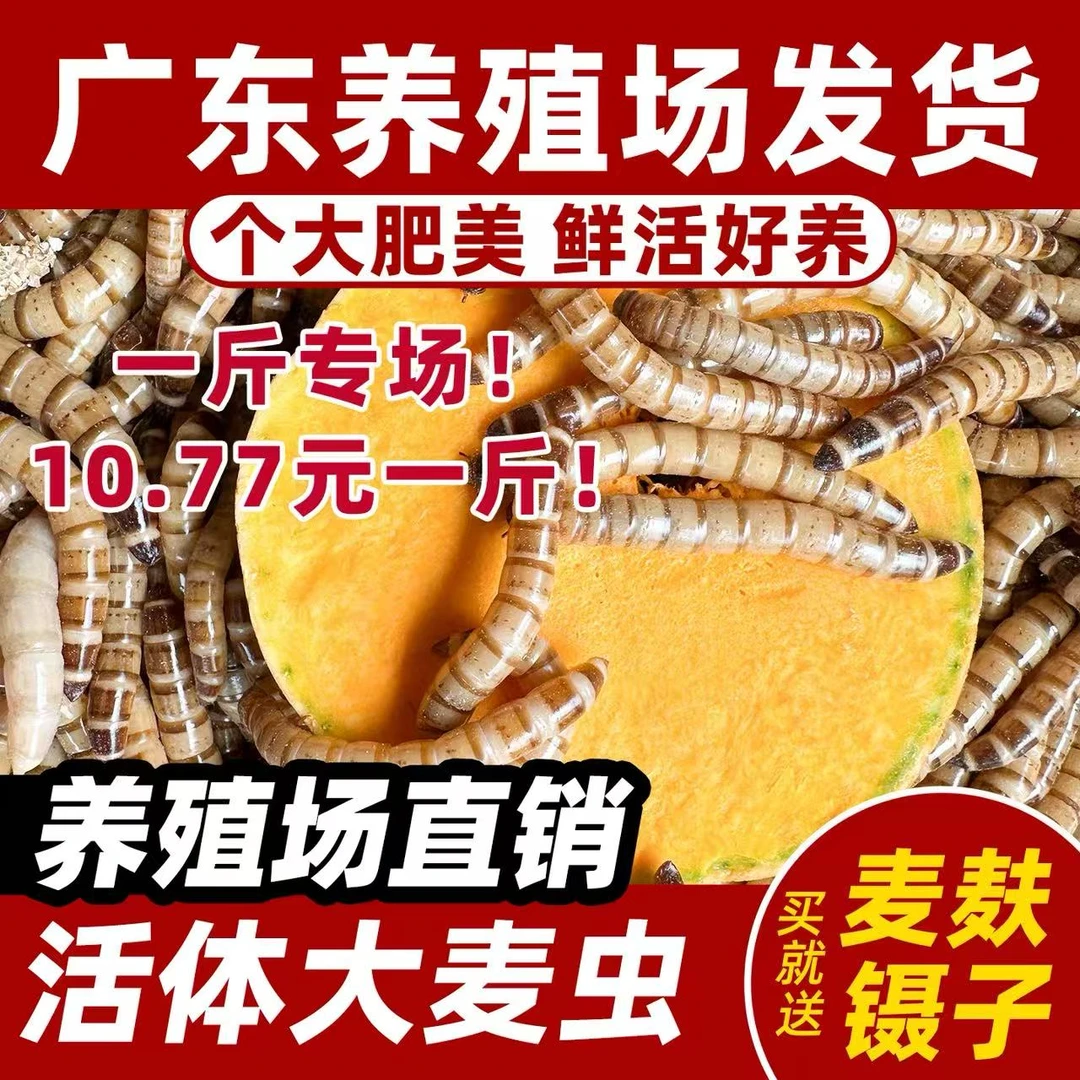3-5.5厘米大麦虫宠物鱼类鸟类龟类鼠类大麦虫钓鱼饵料活体饲料