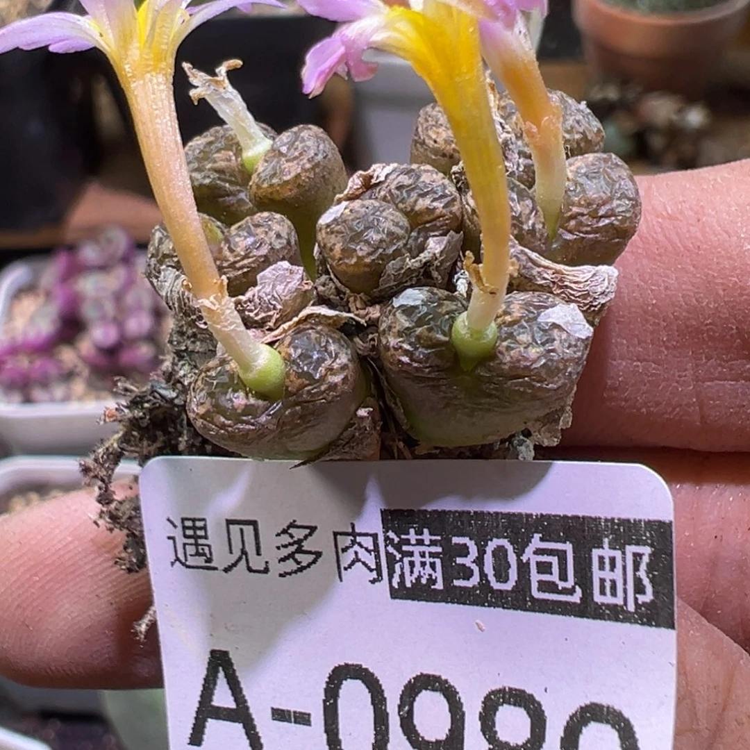 多肉植物111111111111