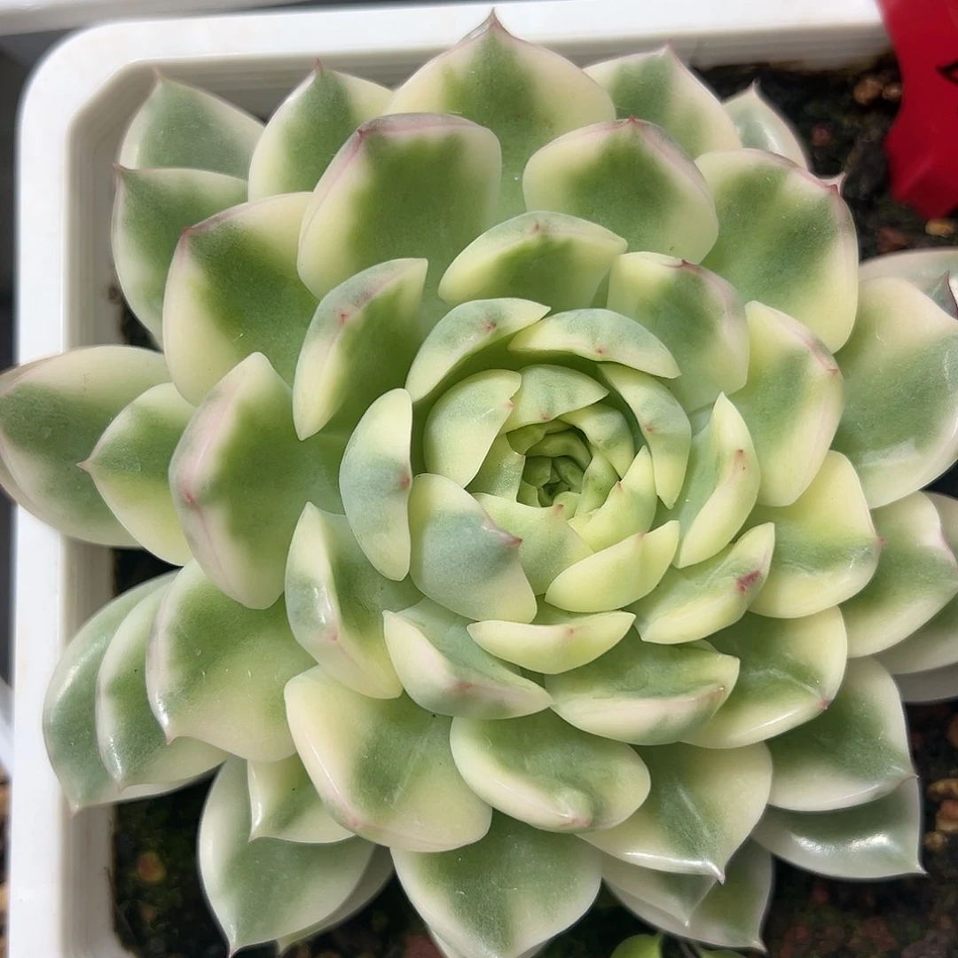 长岛冰茶锦多肉植物