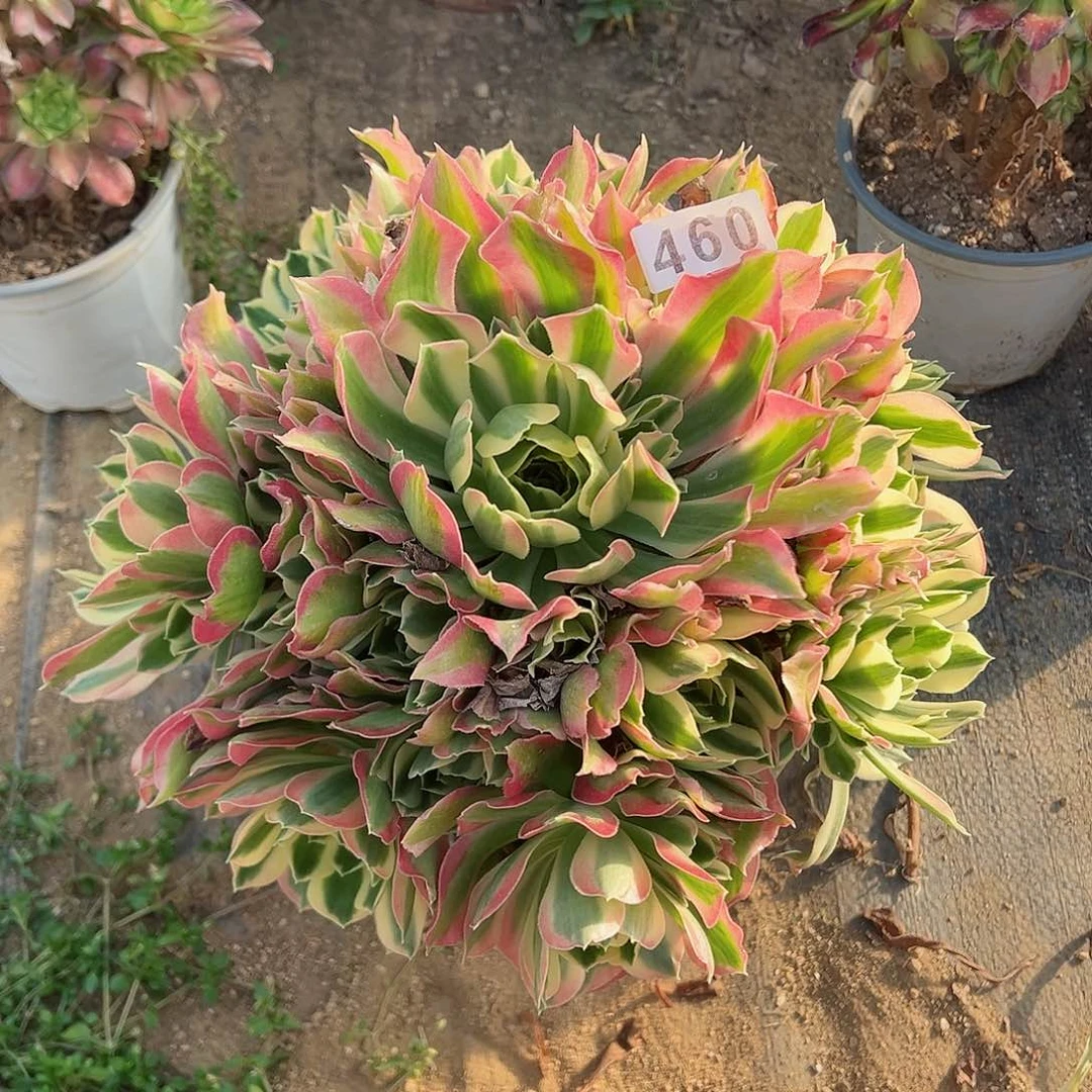 紫砂茶宠白凤老桩一颗460号