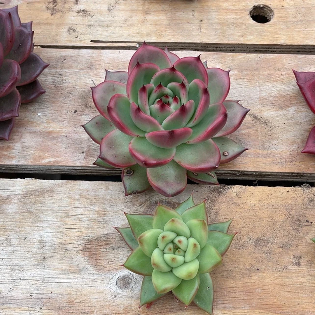 【闪购商品】东云一物一拍