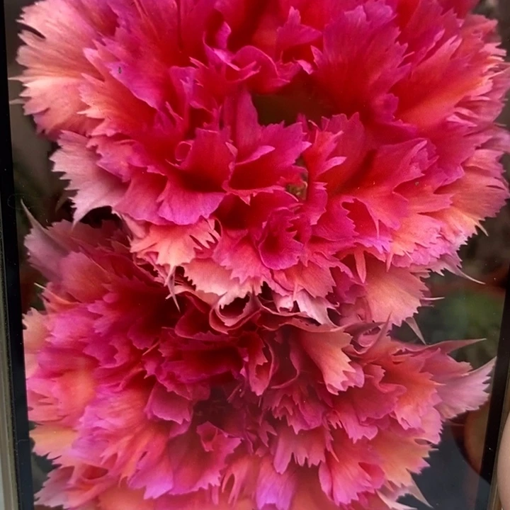 彩草羽毛2号8公分左右