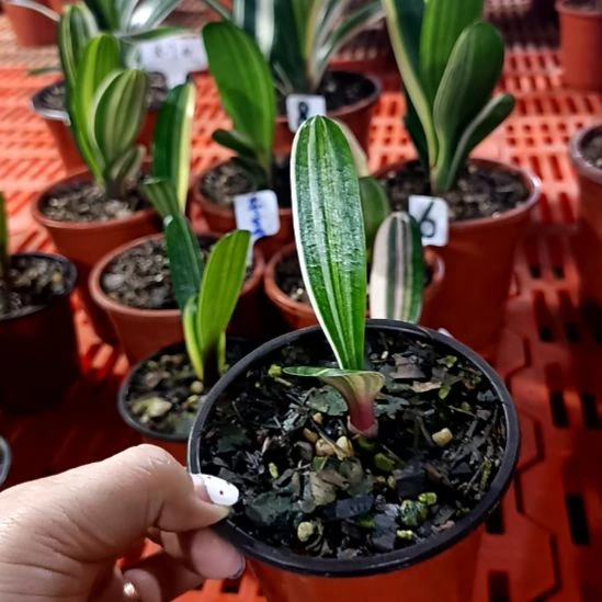 ꧁***꧂君子兰一物一拍谢谢