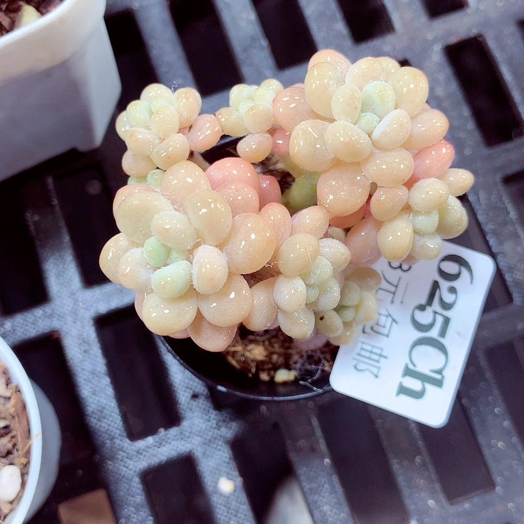 5厘米盆精控多肉625