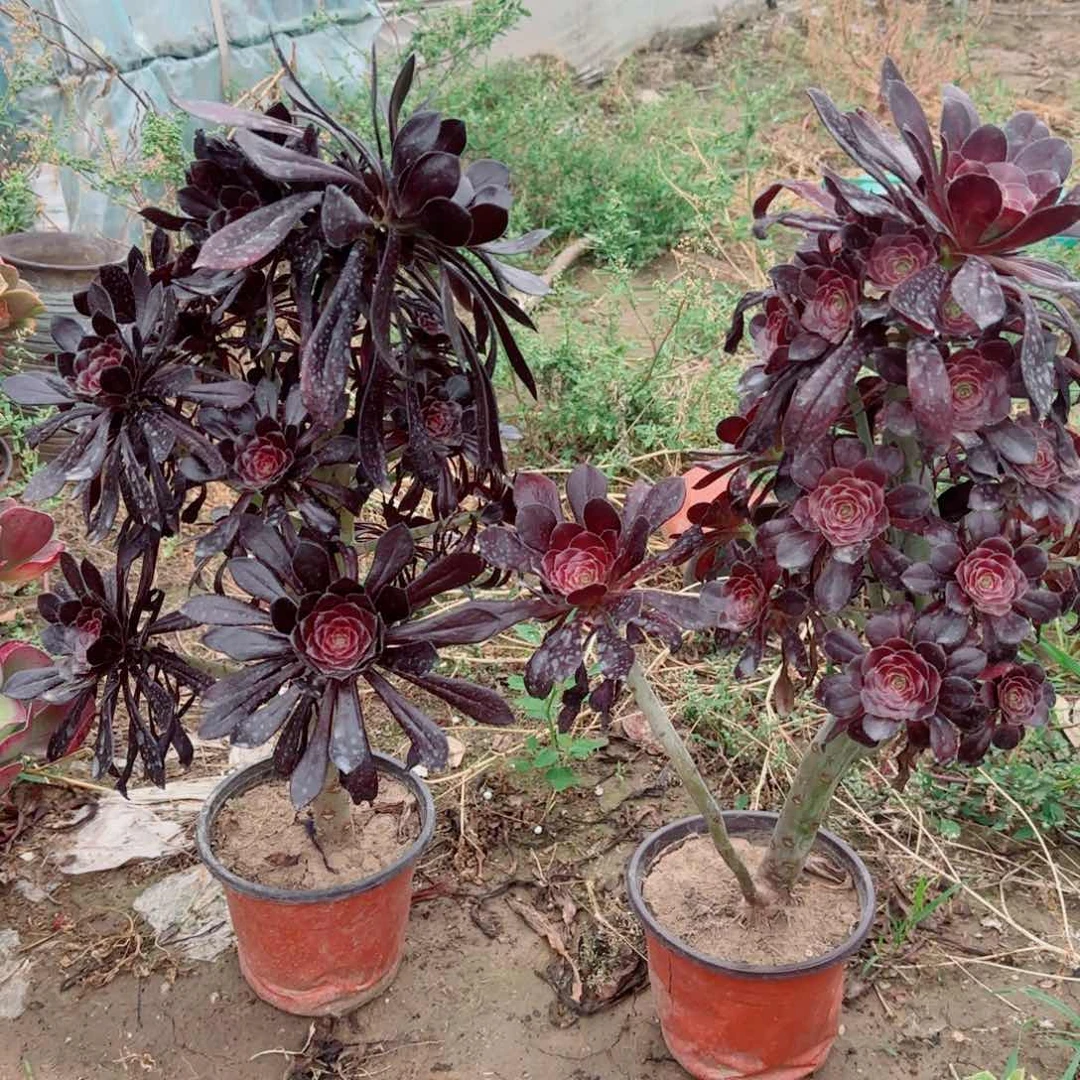 墨法师+黑圆叶两颗高桩包邮断枝不包