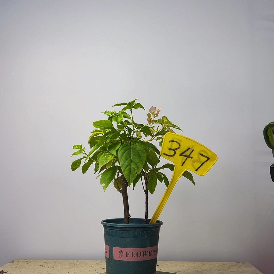 当前无花栽培后可以开花橙白橙粉同株拼橙粉公主  347