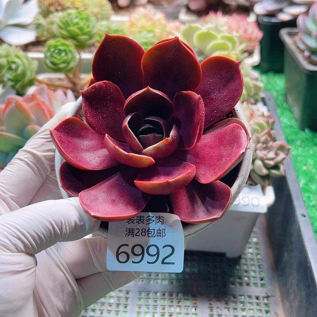 无花朵多肉一物一拍6992