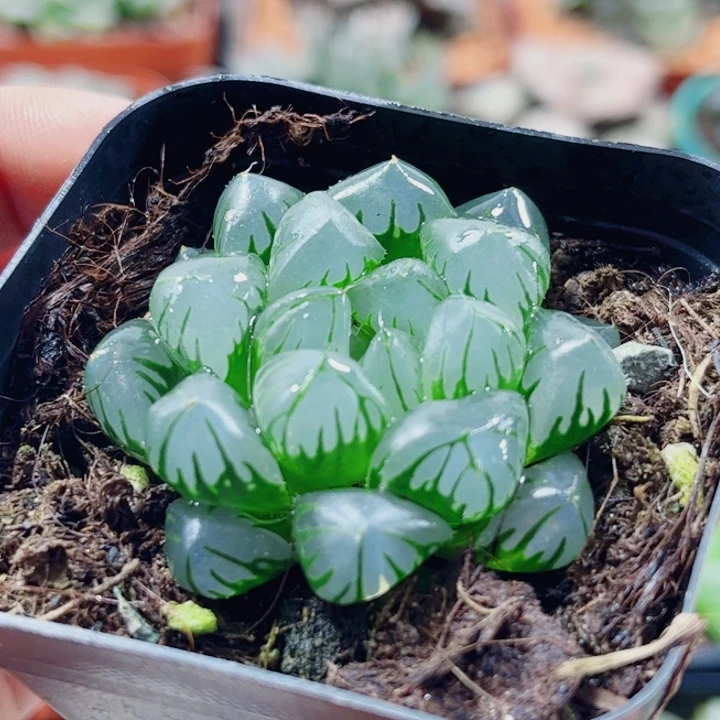无花朵十二卷 水晶 开播福利