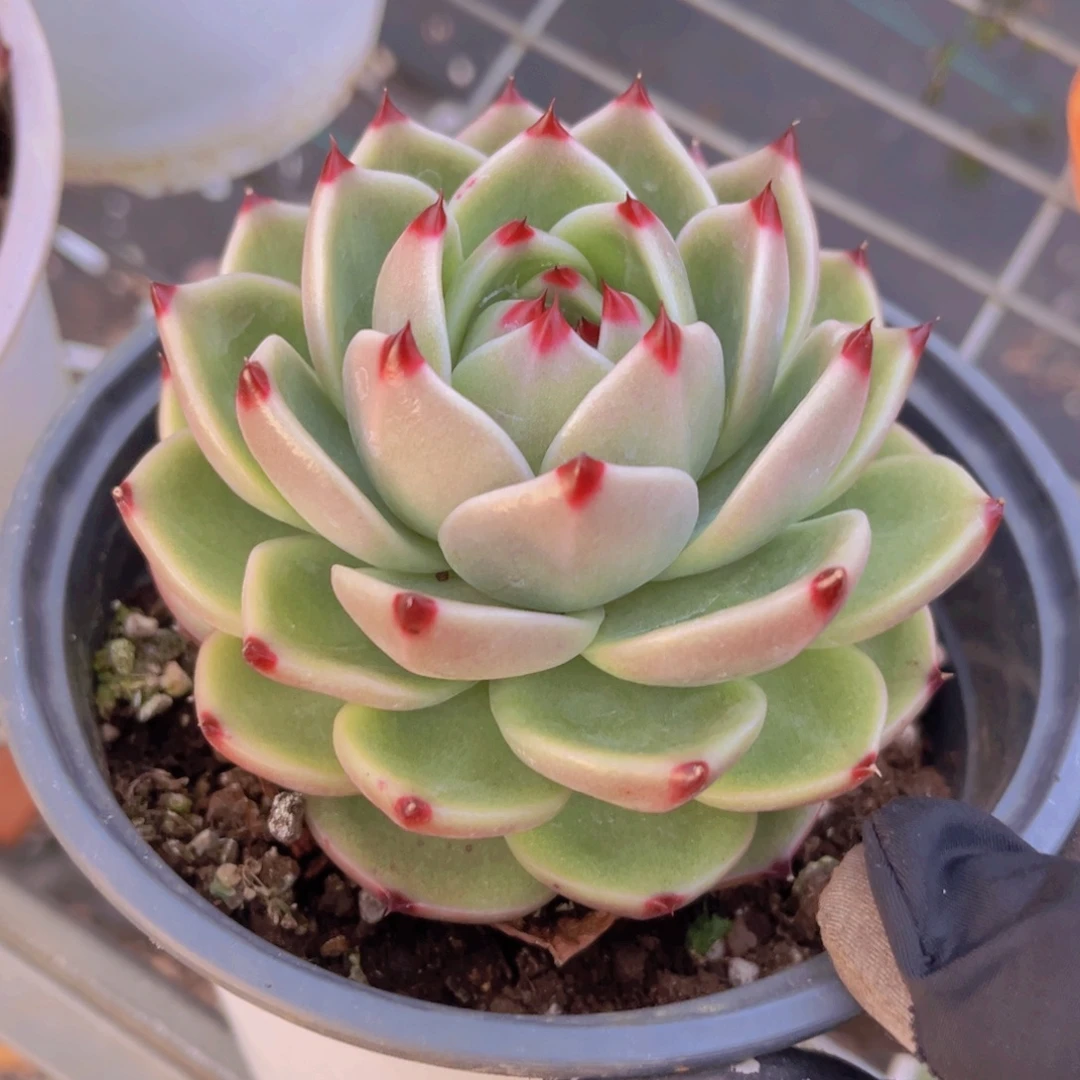 蓝龙10公分99999999