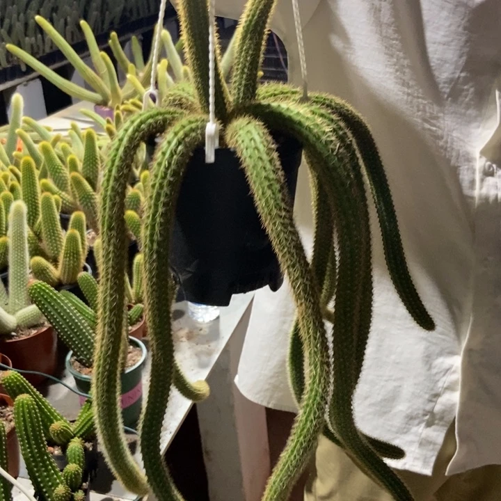 大****仙人球橙仙子一物一拍