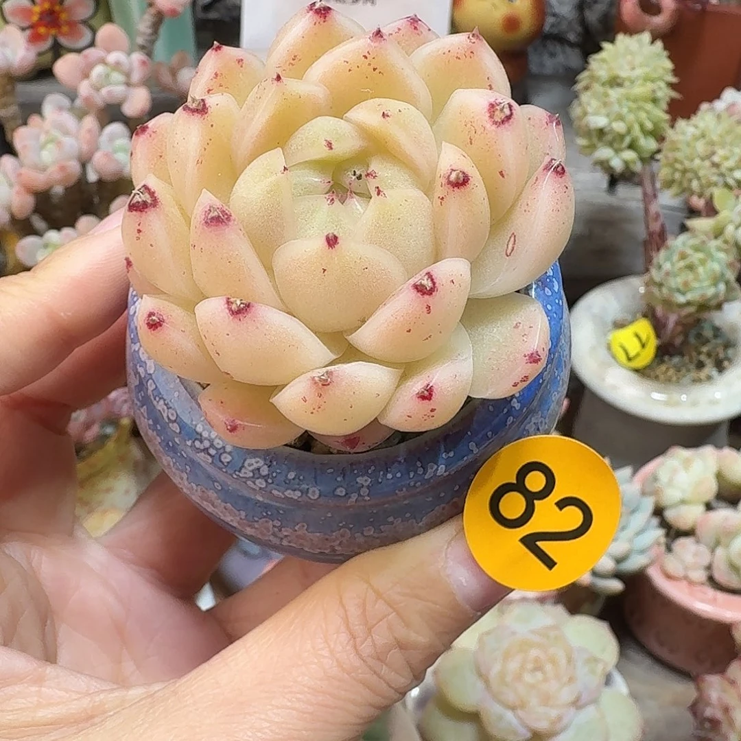 82 多肉含盆土 30元包邮非偏远