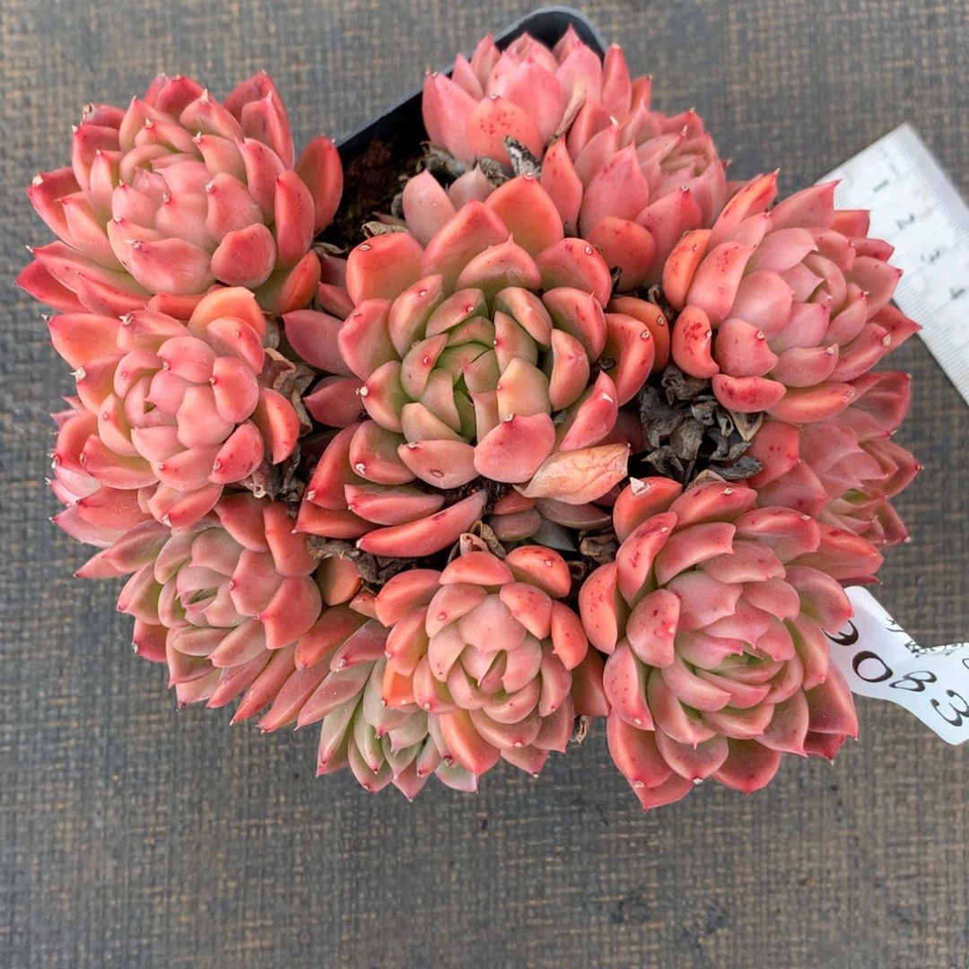 9083杂交多肉植物