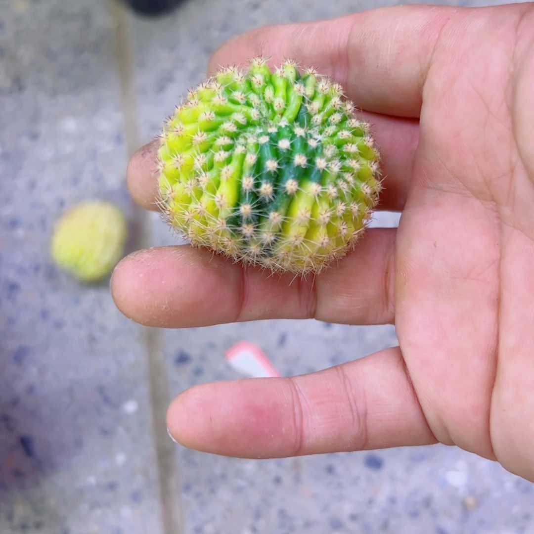 下111缀化锦歪无根侧芽4公分左右20包邮