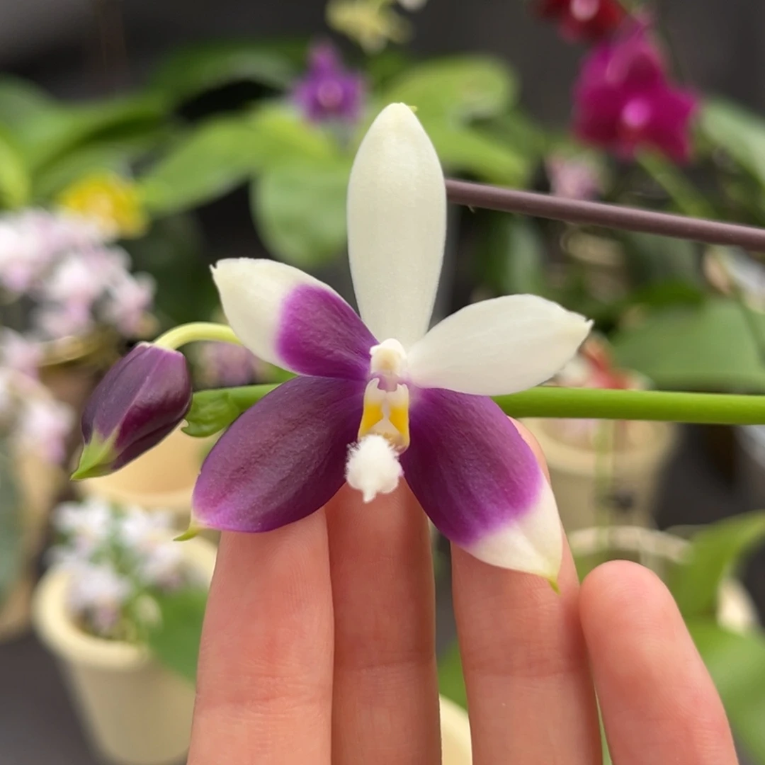 完全开放2.5寸柳林蓝珍开花株