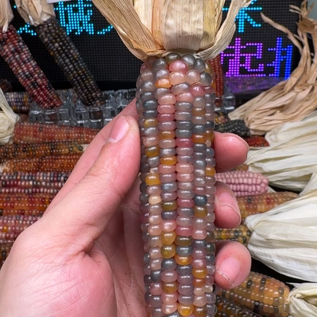 柏香籽/百香籽吊坠水****毛