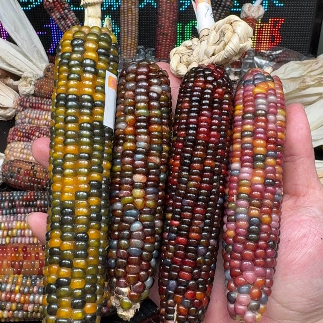 柏香籽/百香籽吊坠杜*猫