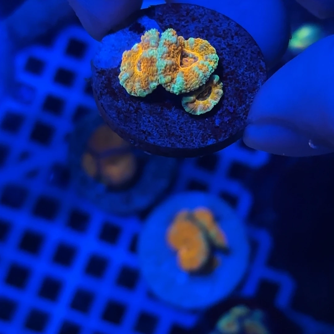 海缸造景海葵草皮海缸