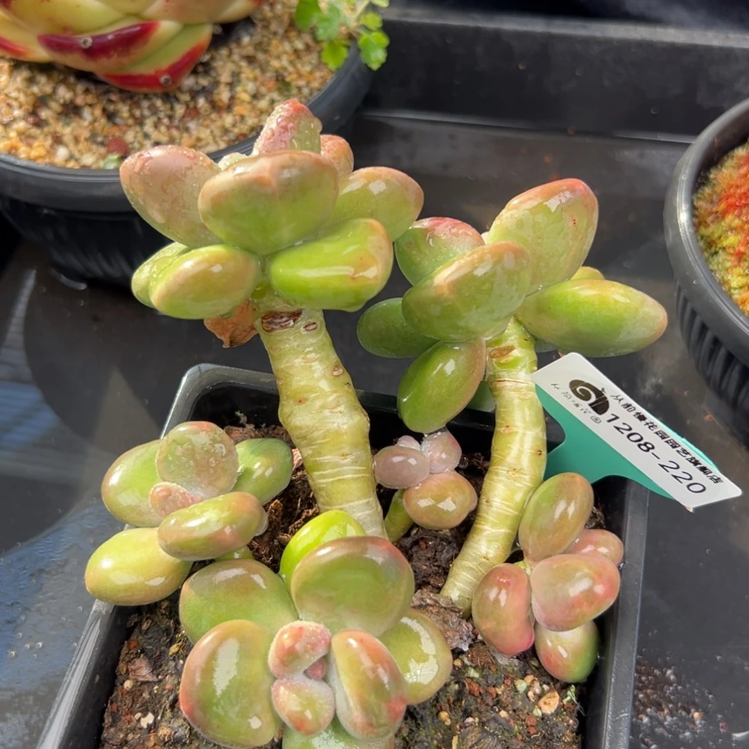 从前慢花园多肉编号1208-220