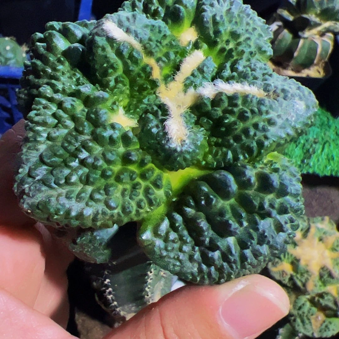 无花朵福利大尤龟甲牡丹977