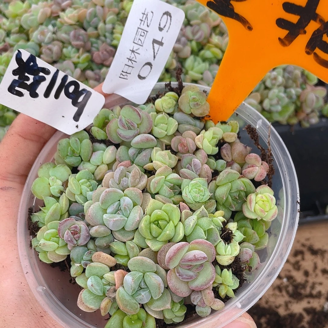 量拍多肉植物多肉植物49