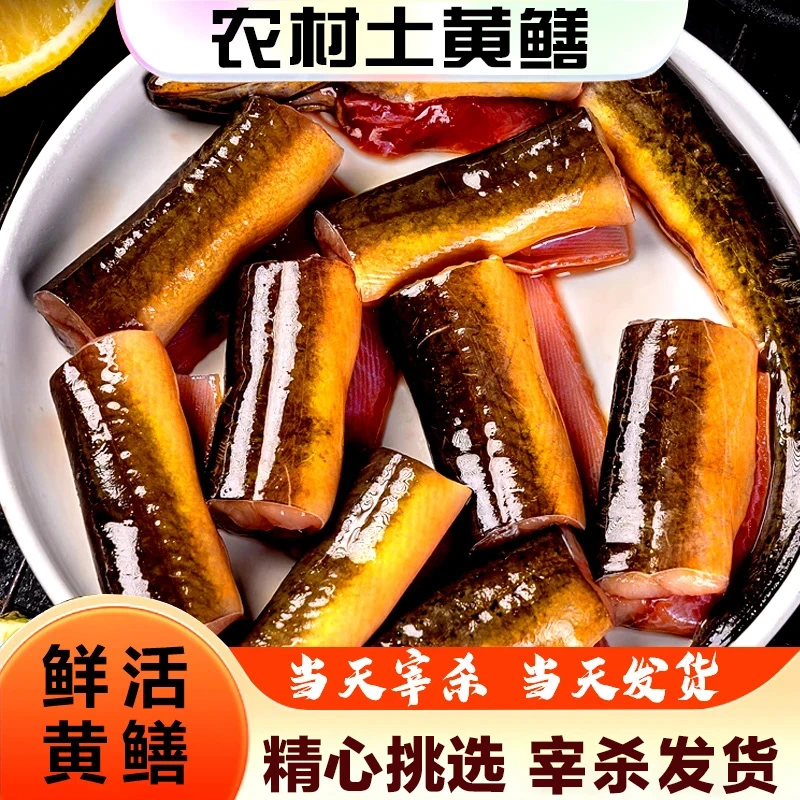 冷链速发鲜活现杀现发新鲜发货鳝鱼段美味甄选黄鳝