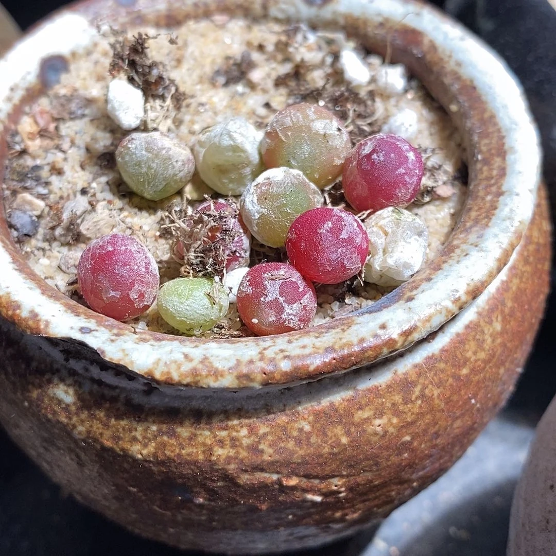 哈默灯泡一颗。